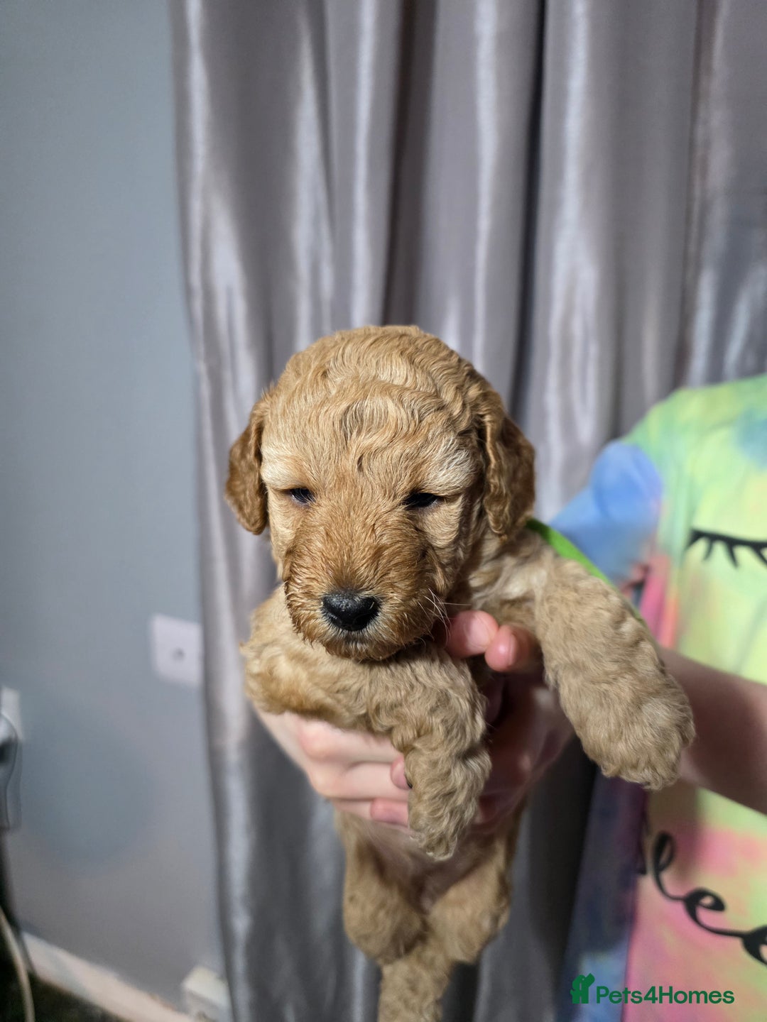 Cockapoo dogs for sale: Cockapoo puppies   - Advert 8