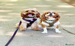 Cavapoo dogs for sale: Adorable F1b Cavapoos  - Image 1