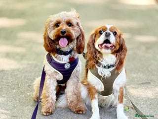 Cavapoo dogs - Advert 2