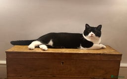 British Shorthair cats for sale: Pedigree British Shorthair colourpoint boy - Image 1