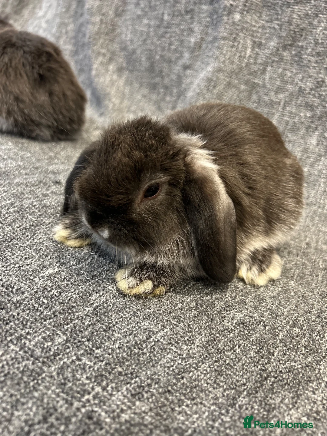 Mini Lop rabbits for sale: 🐰 cute mini lops 🐰 - Advert 7