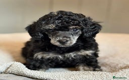 Toy Poodle dogs for sale: Our gorgeous and rare coloured toy poodles - Image 3