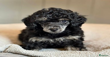Toy Poodle dogs - Advert 9