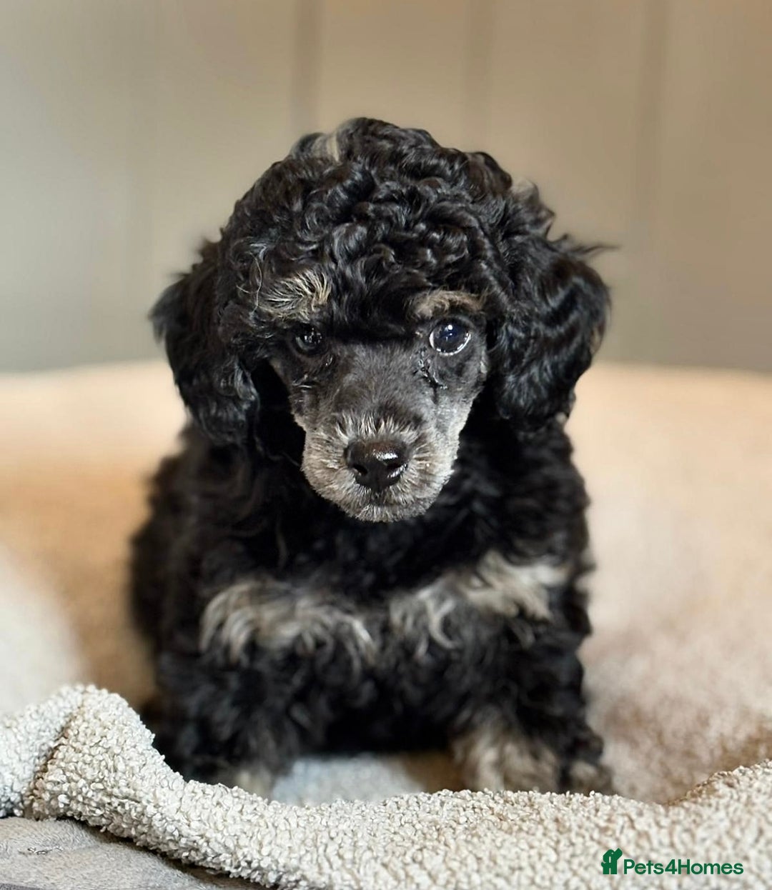 Toy Poodle dogs for sale: Our gorgeous and rare coloured toy poodles - Image 3