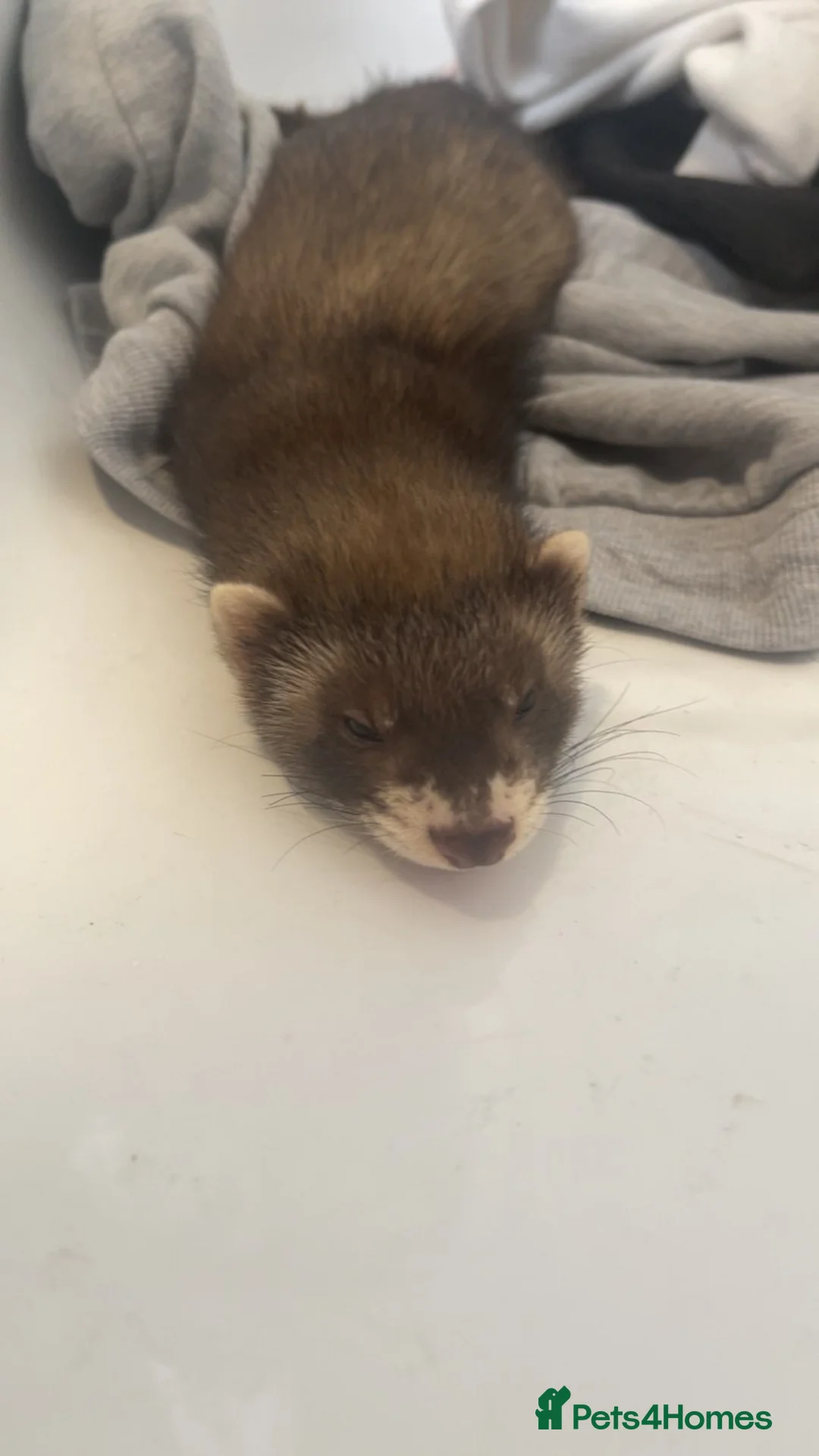 Ferret rodents for sale: Looking to re-home 2 fettets boy and girl in Ardrossan - Advert 2