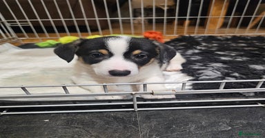 Mixed Breed dogs Corgi x Jack Russell terrier pups - Advert 16