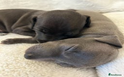 Italian Greyhound dogs for sale: Cutest ** KC Italian Greyhound’s  - Image 1