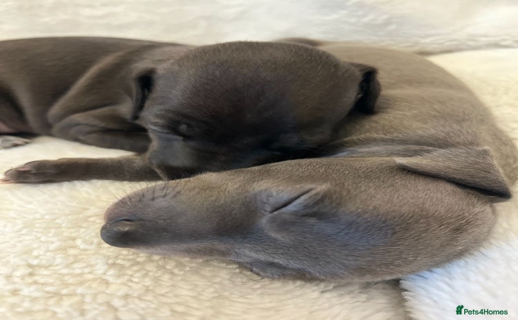 Italian Greyhound dogs - Advert 6