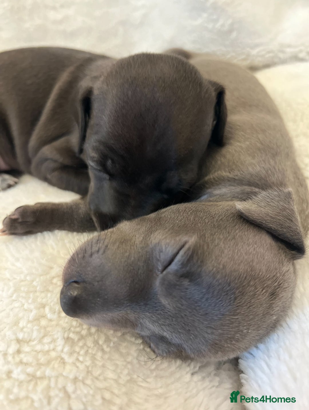 Italian Greyhound dogs for sale: Cutest ** KC Italian Greyhound’s  - Image 1