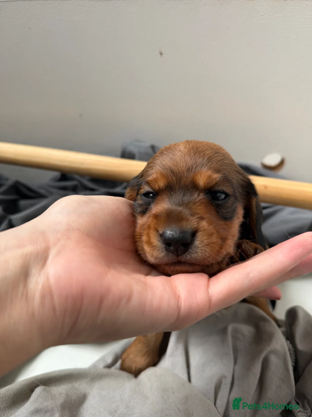 Miniature Dachshund dogs for sale: Long haired miniature dachshunds - Advert 9