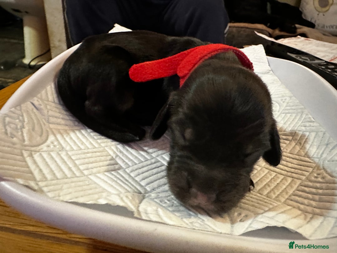 Cocker Spaniel dogs for sale: 🐾Adorable Cocker Spaniel puppies all now sold🐾 - Advert 13