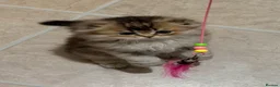 Scottish Fold cats for sale: Teddy Bear Scottish / Persian cross Fold Kittens  in London - Advert 15