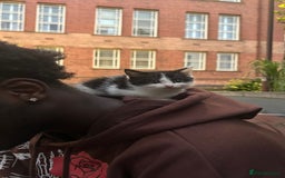British Shorthair cats for sale: Black & White Kitten - Image 3