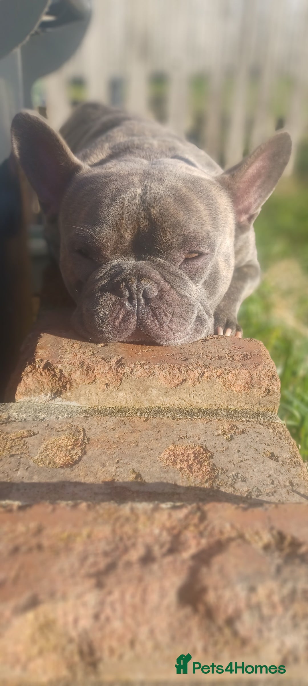 French Bulldog dogs for sale: French bulldog  - Image 3