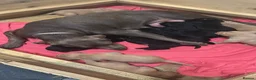 Labrador Retriever dogs for sale: Beautiful Black and golden Labrador puppies - Advert 8