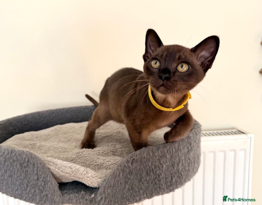 Burmese cats for sale: Stunning Beautiful Burnese  - Advert 5