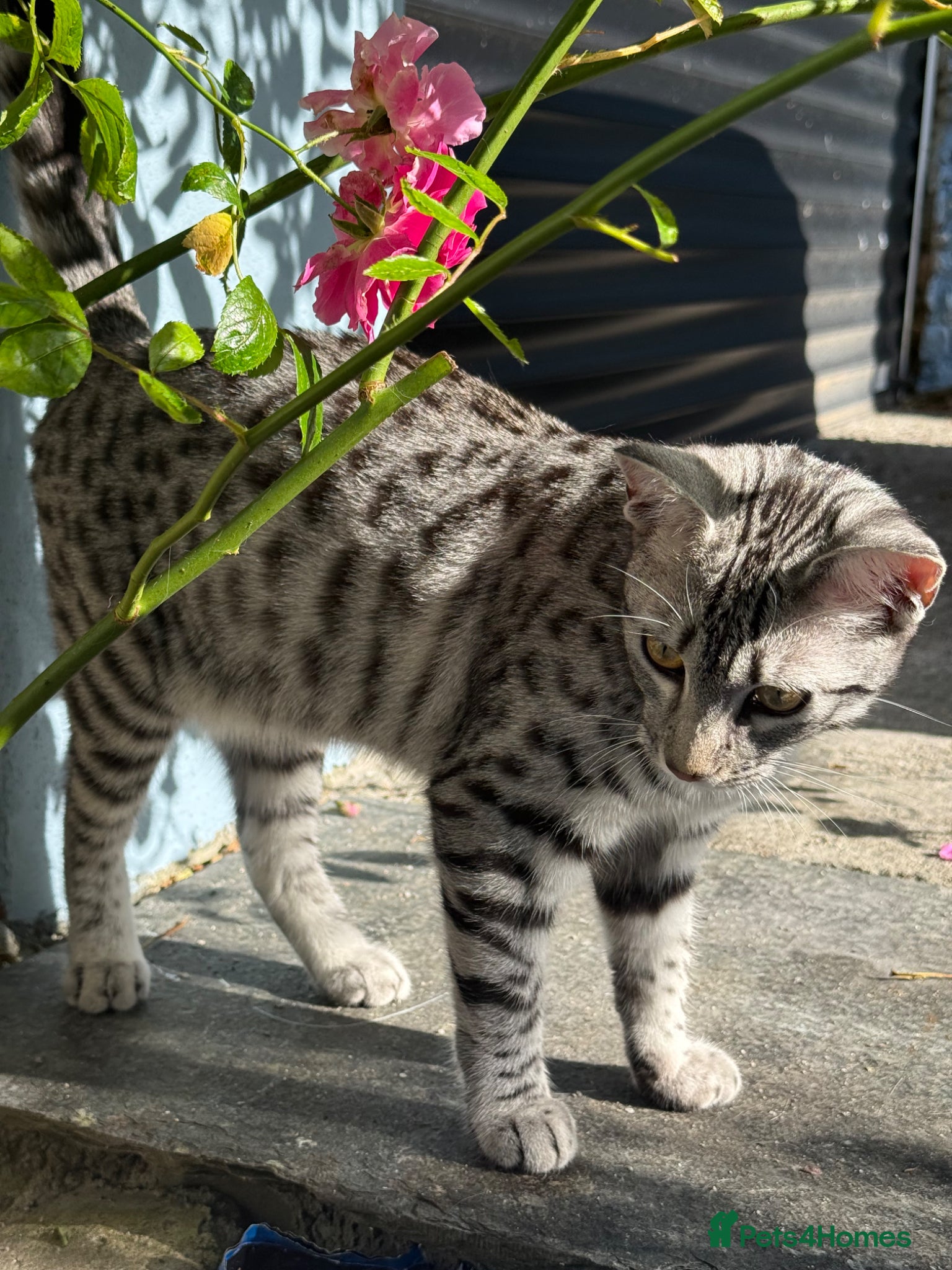 Egyptian Mau cats Adorable Silver Egyptian Mau - Advert 3