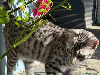 Egyptian Mau cats Adorable Silver Egyptian Mau - Advert 3