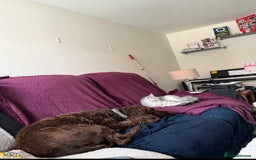 German Shepherd dogs for sale: URGENT home needed for my dogs - Image 13