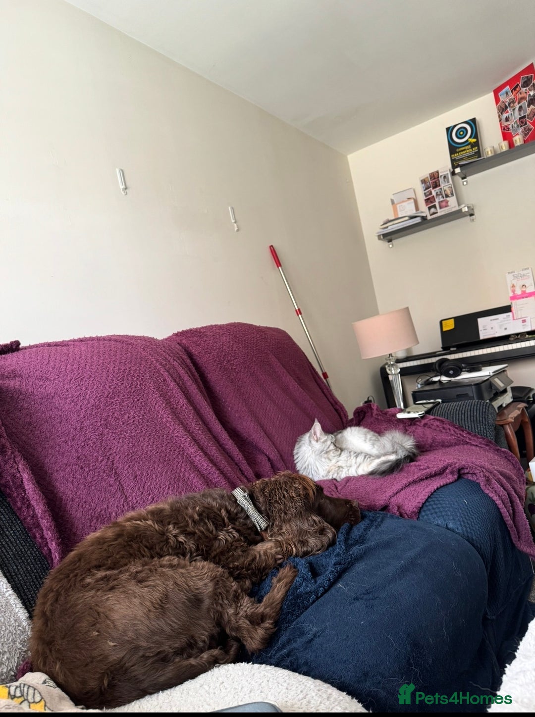 German Shepherd dogs for sale: URGENT home needed for my dogs - Image 13