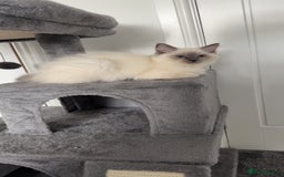 Ragdoll cats for sale: Female Blue Point Ragdoll Kitten - Image 5