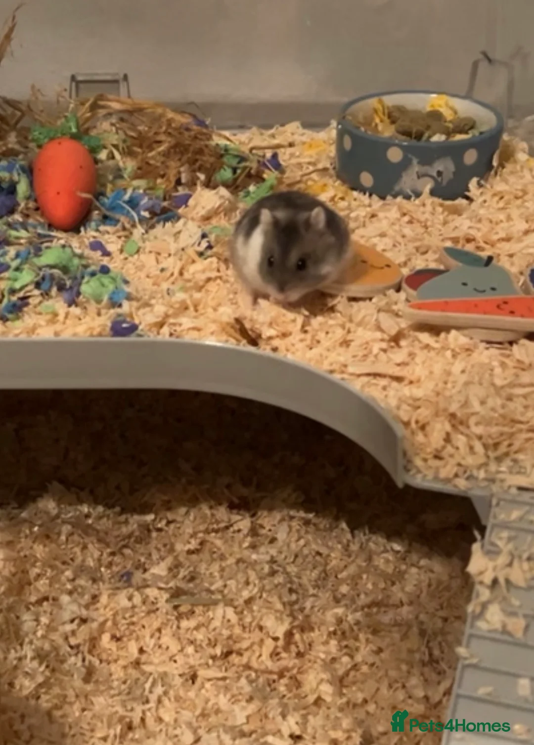 Hamster rodents for sale: Lenny  in Alcester - Advert 2