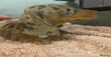 Dachshund dogs ⭐️KC reg miniature ⭐️Ready now litter Dachshunds  - Advert 12