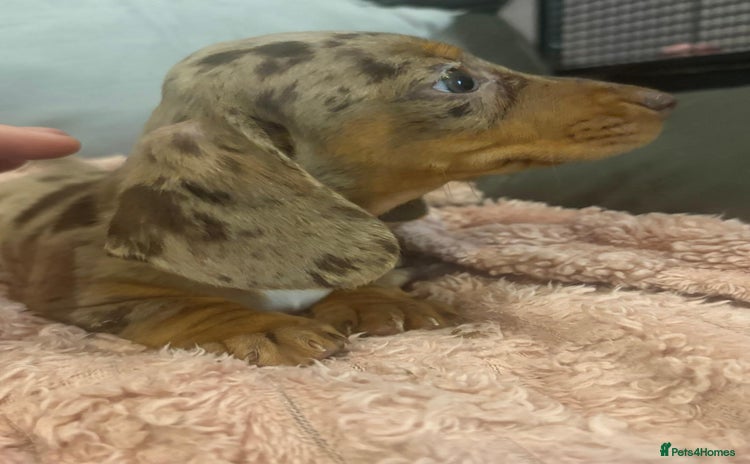 Dachshund dogs - Advert 7