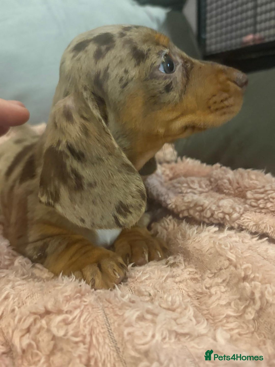 Dachshund dogs for sale: ⭐️KC reg miniature ⭐️Ready now litter Dachshunds  - Advert 3