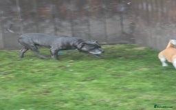 Staffordshire Bull Terrier dogs for stud: Blue staffy male, KC registered - Image 4