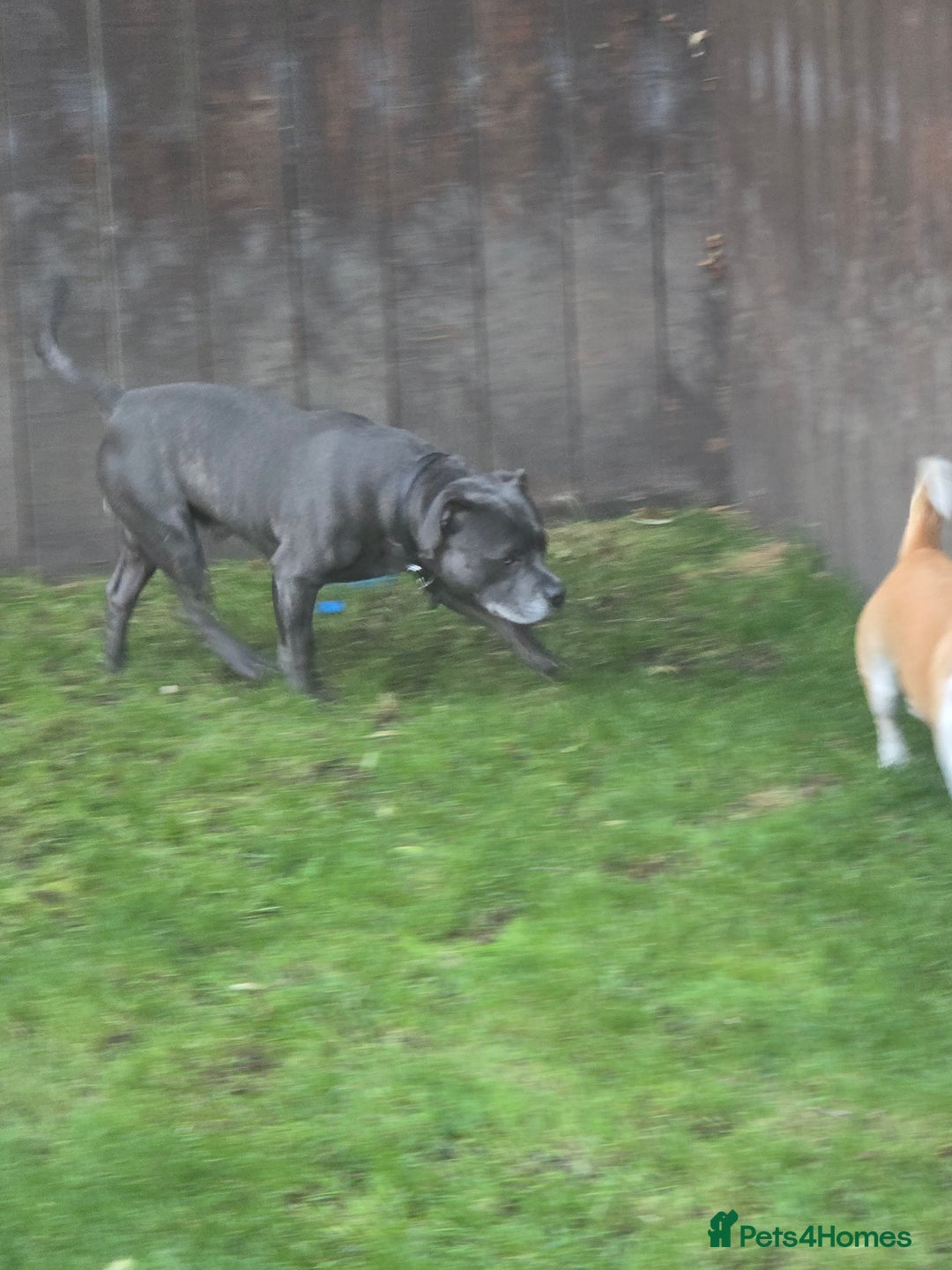 Staffordshire Bull Terrier dogs for stud: Blue staffy male, KC registered - Image 4