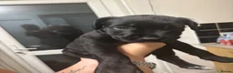 Mixed Breed dogs for sale: Beautiful pups for sale  in Beaconsfield - Advert 7