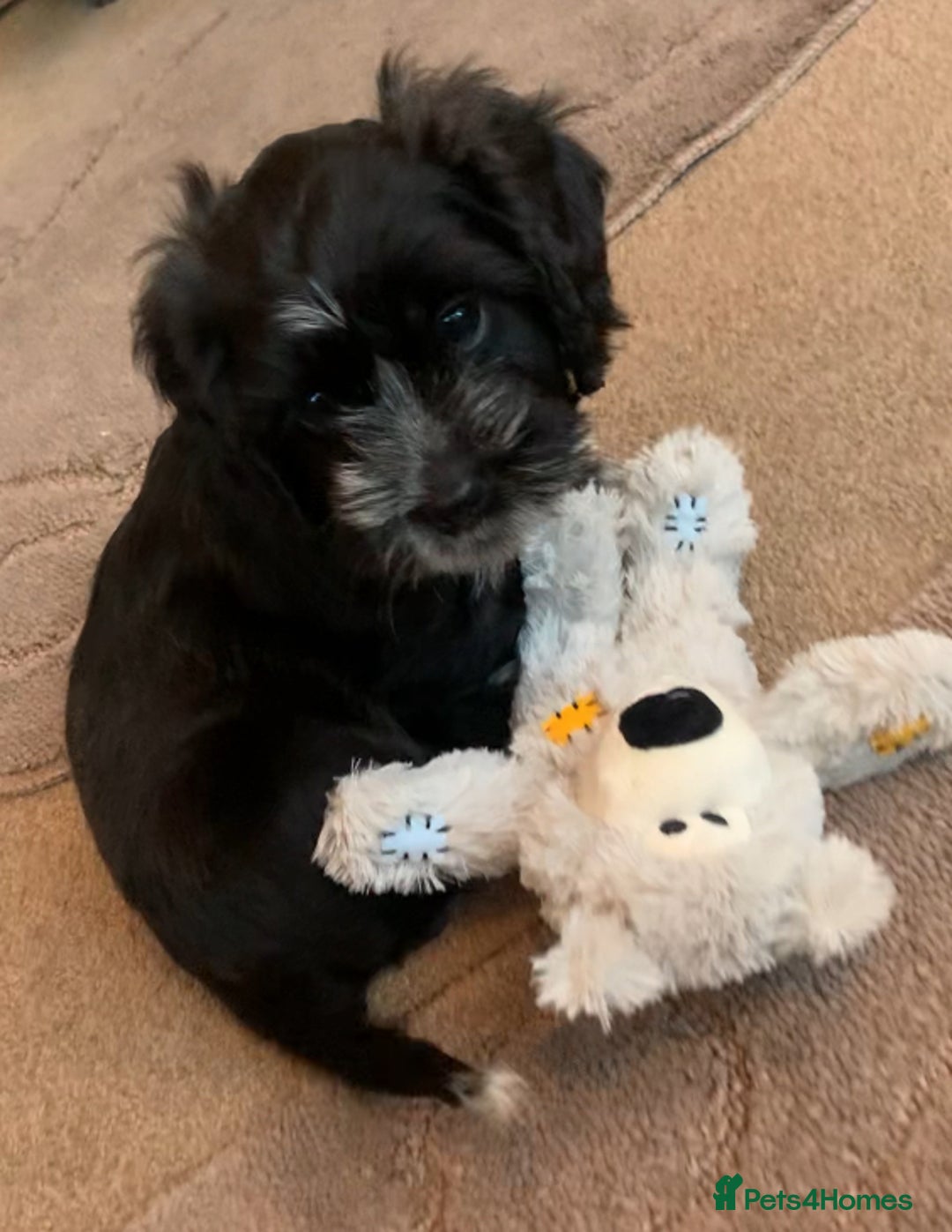 Mixed Breed dogs for sale: 2 Beautiful Shih Tzu x - Image 6