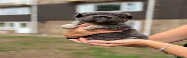 French Bulldog 1