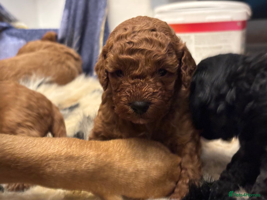 Cockapoo dogs for sale: F1b cockapoo  - Advert 9