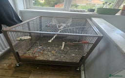 Rat rodents for sale: 2 12 week old hand reared rats - Image 3