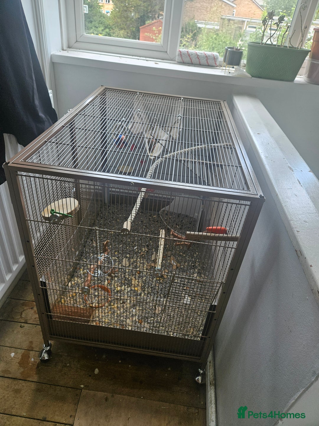 Rat rodents for sale: 2 12 week old hand reared rats - Image 3