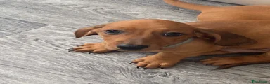 Dachshund 3