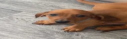 Dachshund dogs for sale: Beautiful male puppies - Advert 7