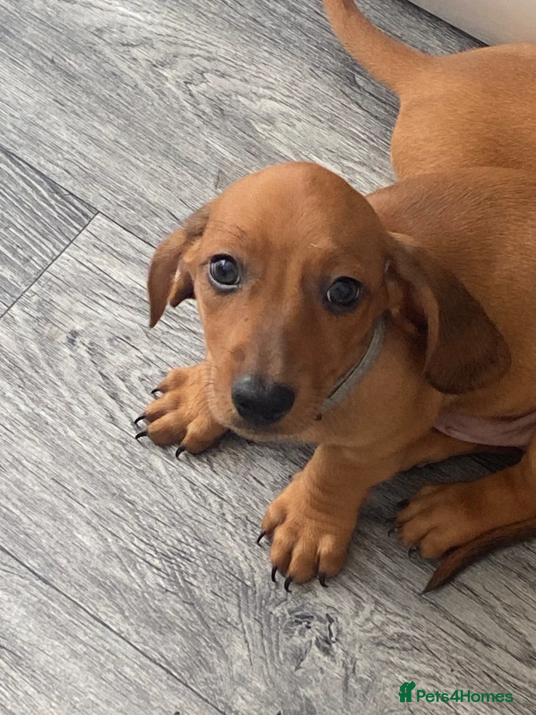 Dachshund dogs for sale: Beautiful male puppies - Advert 7
