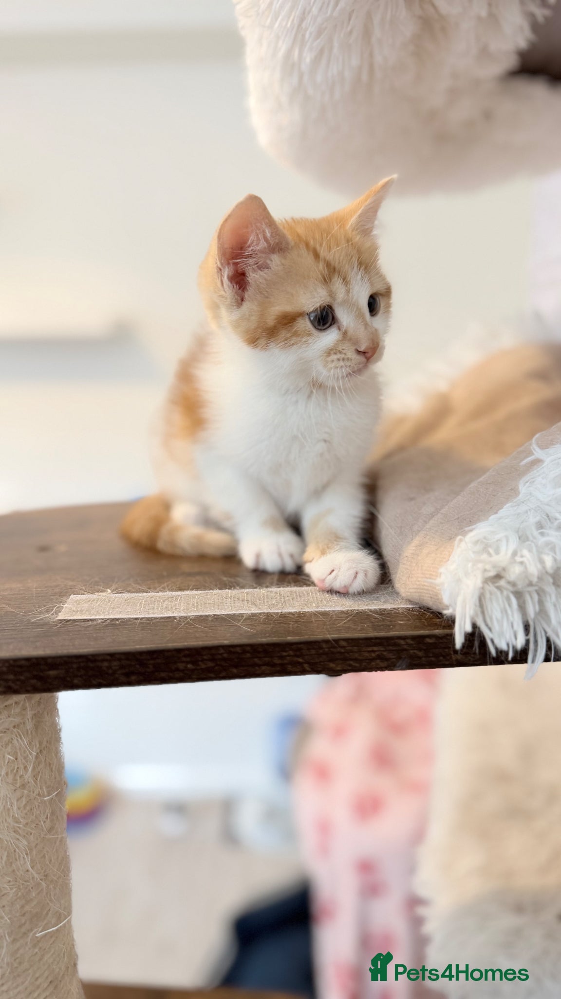 Mixed Breed cats Scottish fold x bsh  - Advert 18