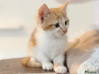 Mixed Breed cats Scottish fold x bsh - Advert 18