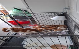 Cavalier King Charles Spaniel dogs for sale: Cavalier king Charles  - Advert 2