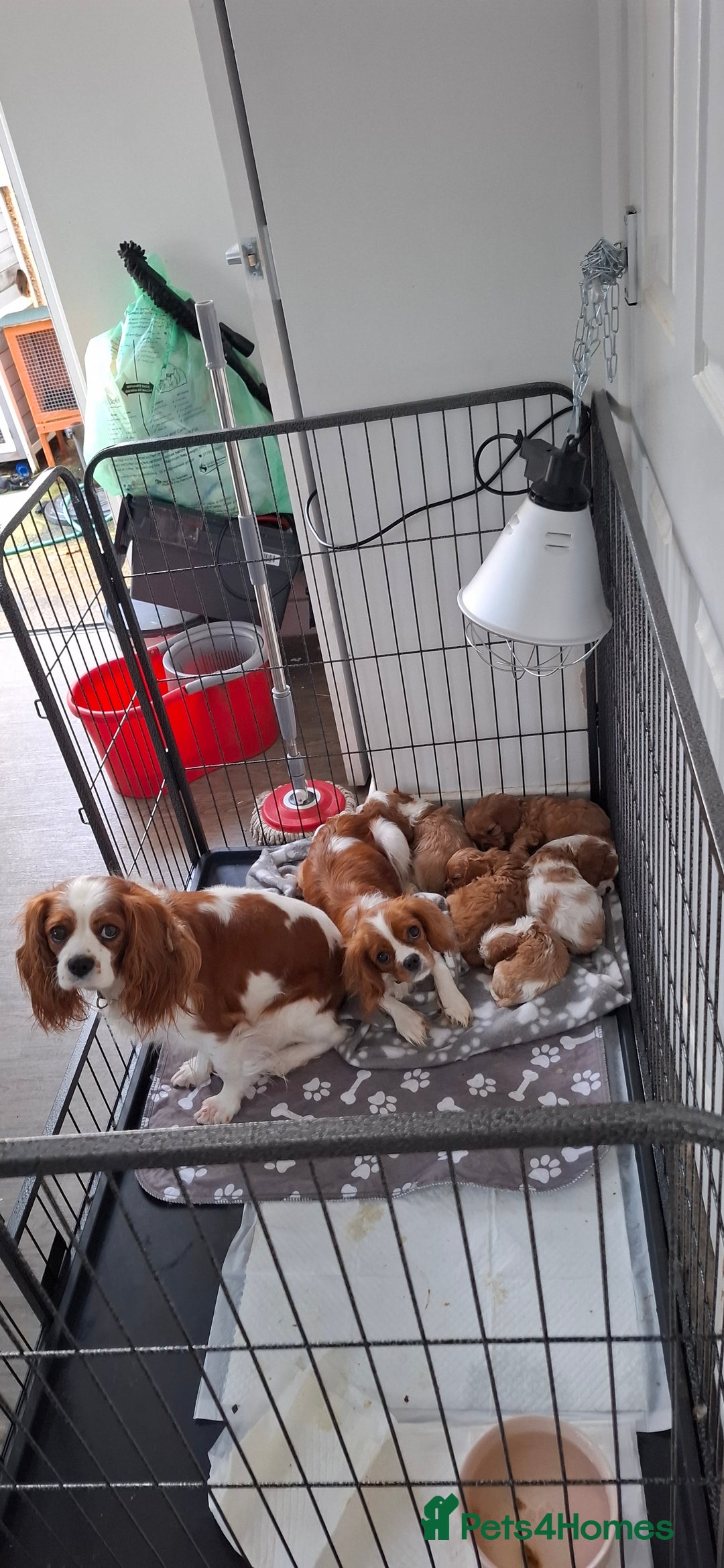 Cavalier King Charles Spaniel dogs for sale: Cavalier king Charles  - Advert 2