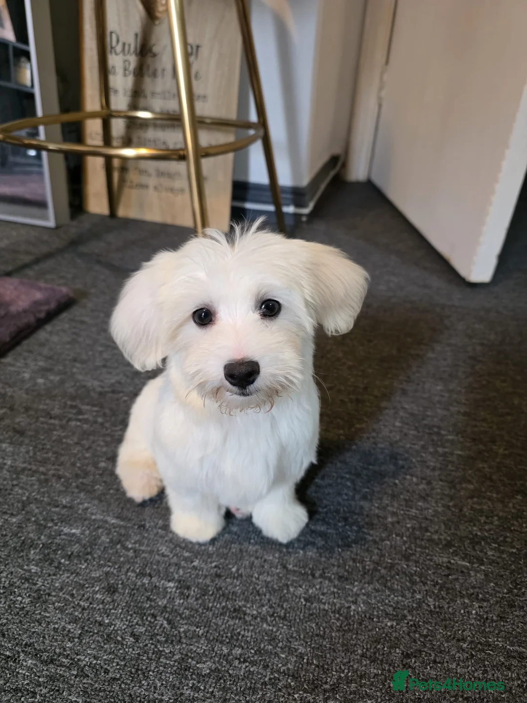 Bichon Frise dogs for sale: Bichon frise  - Advert 2