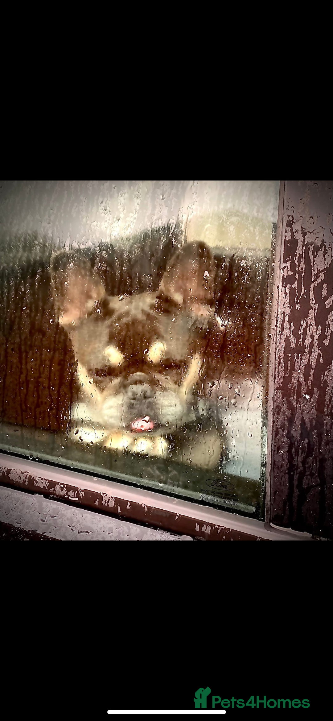 French Bulldog dogs for sale: 1French bull dog 1 English bulldog (read full add) - Advert 5