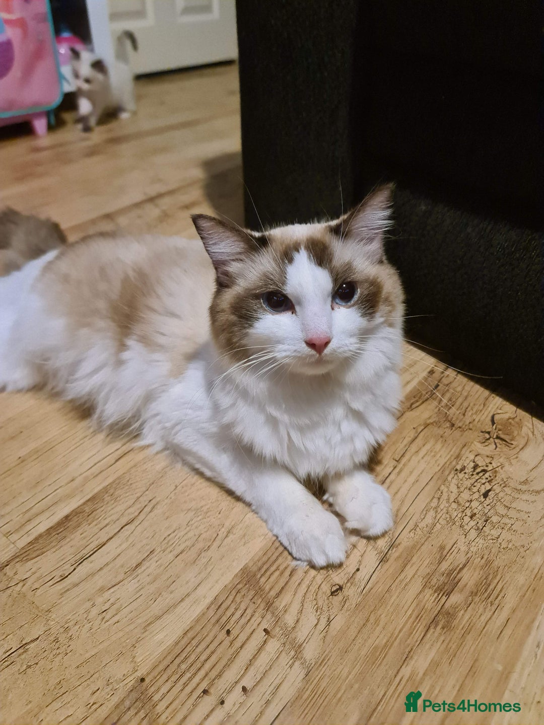 Ragdoll cats for sale: Ragdoll sisters 6 year old must stay together - Advert 3