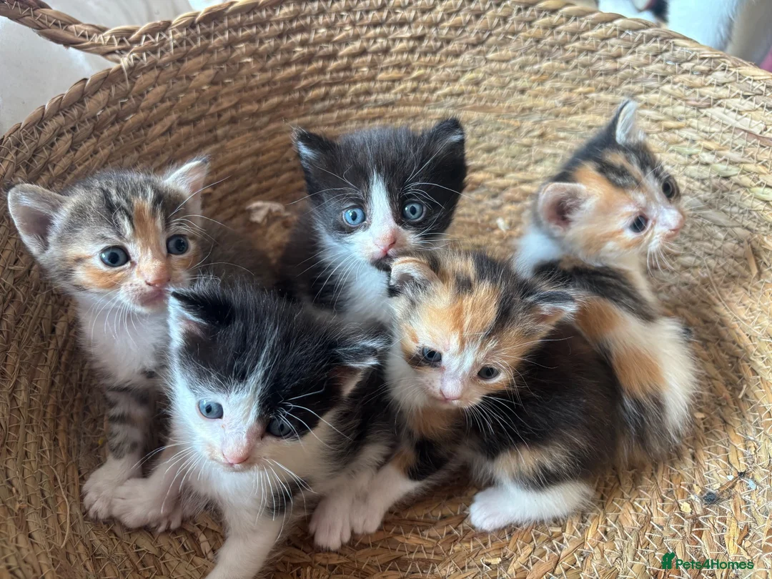 Mixed Breed cats for sale: 5 Beautiful Kittens  - Advert 1