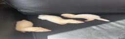 Ferret rodents for sale: Ferrets - Advert 4