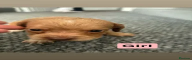 Cockapoo 6